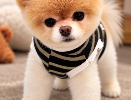 Teddy Bear Surat Pomeranian Boo Yavrumuz Yeni Ailesini Bekliyor - 8303