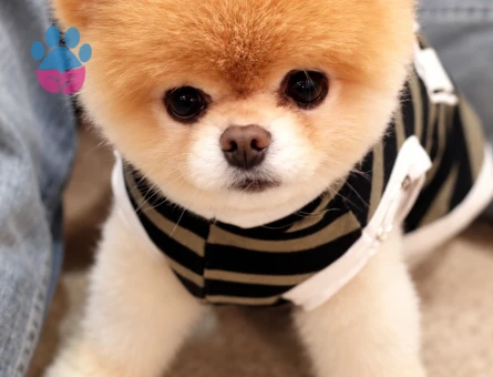 Teddy Bear Surat Pomeranian Boo Yavrumuz Yeni Ailesini Bekliyor - 8303 - Görsel 3