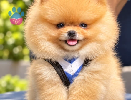 Ayıcık Surat Pomeranian Boo – Yeni Yuvasına Hazır - 8305 - Görsel 3