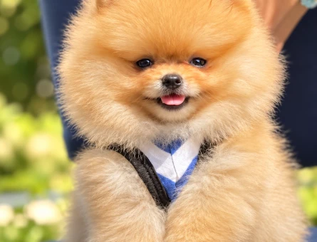 Ayıcık Surat Pomeranian Boo – Yeni Yuvasına Hazır - 8305