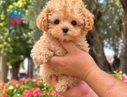 Minik Toy Poodle Yavrumuz Yeni Yuvasını Arıyor - 8306