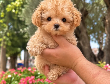 Minik Toy Poodle Yavrumuz Yeni Yuvasını Arıyor - 8306