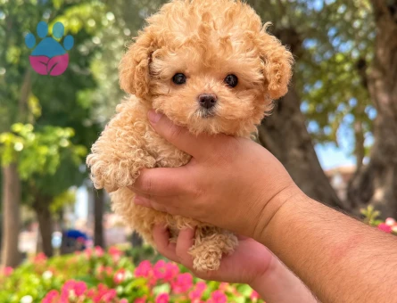 Minik Toy Poodle Yavrumuz Yeni Yuvasını Arıyor - 8306 - Görsel 3