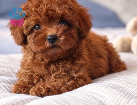 Teddy Surat Toy Poodle Yavrumuz - 8307 - Görsel 3