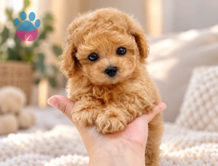 Kıvırcık Tüylü Toy Poodle Yavru - 8308