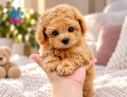 Kıvırcık Tüylü Toy Poodle Yavru - 8308 - Görsel 3