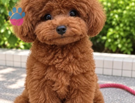 Toy Poodle Yavrumuz Ailesini Bekliyor - 8309