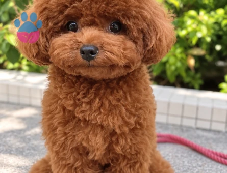 Toy Poodle Yavrumuz Ailesini Bekliyor - 8309 - Görsel 3