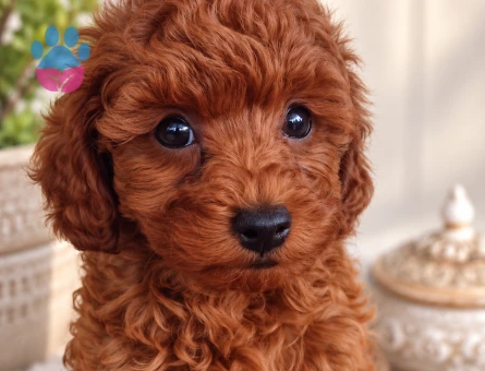 Minik Teddy Toy Poodle Yavrumuz - 8310 - Görsel 3