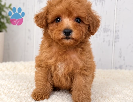 Sevgi Dolu Toy Poodle Yavrumuz Yeni Ailesini Arıyor - 8311 - Görsel 3