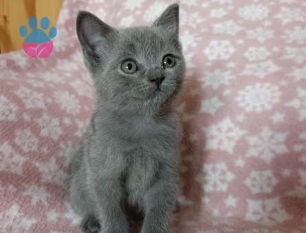 British Shorthair Cins Yavrularım - 8313 - Görsel 2