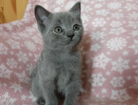 British Shorthair Cins Yavrularım - 8313