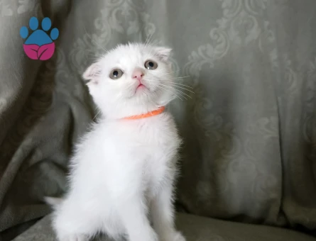 British Shorthair Cins Yavrularım - 8313 - Görsel 4