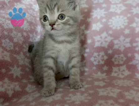 British Shorthair Cins Yavrularım - 8313 - Görsel 3