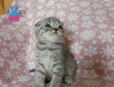 British Shorthair Cins Yavrularım - 8313 - Görsel 5