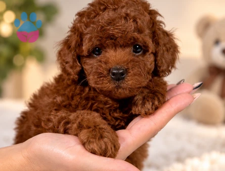 Minik Toy Poodle Yavru – Pasaportlu ve Mikroçipli - 8316