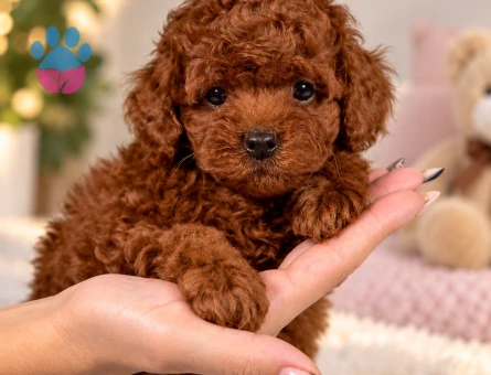 Minik Toy Poodle Yavru – Pasaportlu ve Mikroçipli - 8316 - Görsel 3