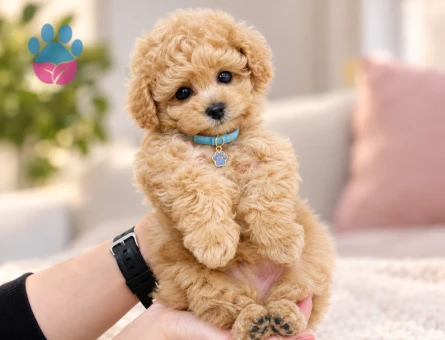 Apricot Toy Poodle Teacup Yavrumuz - 8317 - Görsel 3