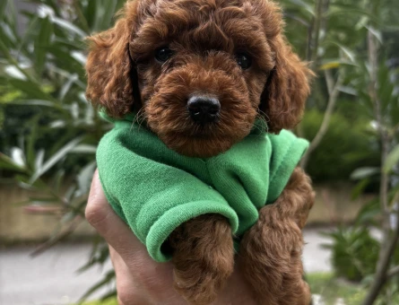 KORE KAN ÇOK ÖZEL TOY POODLE YAVRULARIMIZ - 8320