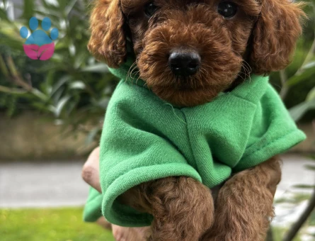KORE KAN ÇOK ÖZEL TOY POODLE YAVRULARIMIZ - 8320 - Görsel 3