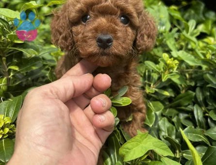 NUHTEŞEM GÜZELLİK TE TOY POODLE YAVRULARIMIZ - 8321