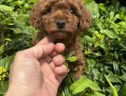 NUHTEŞEM GÜZELLİK TE TOY POODLE YAVRULARIMIZ - 8321