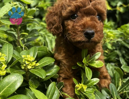NUHTEŞEM GÜZELLİK TE TOY POODLE YAVRULARIMIZ - 8321 - Görsel 3