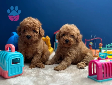 IRKININ EN MÜKEMMELİ POODLE YAVRULARI - 8322
