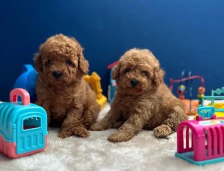 IRKININ EN MÜKEMMELİ POODLE YAVRULARI - 8322