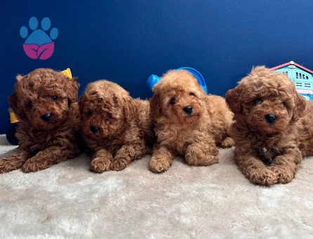 IRKININ EN MÜKEMMELİ POODLE YAVRULARI - 8322 - Görsel 3