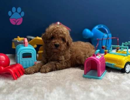 EN ÖZEL KORE KAN POODLE YAVRULARIMIZ - 8326