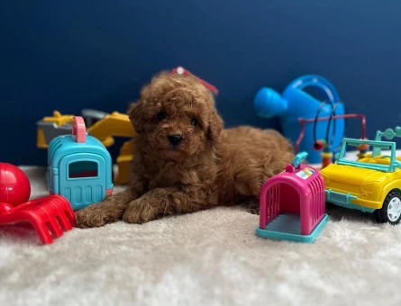 EN ÖZEL KORE KAN POODLE YAVRULARIMIZ - 8326