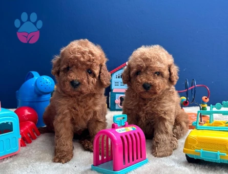 EN ÖZEL KORE KAN POODLE YAVRULARIMIZ - 8326 - Görsel 3