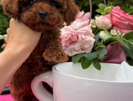 SCR Lİ ANNE BABADAN POODLE YAVRULARIMIZ - 8327