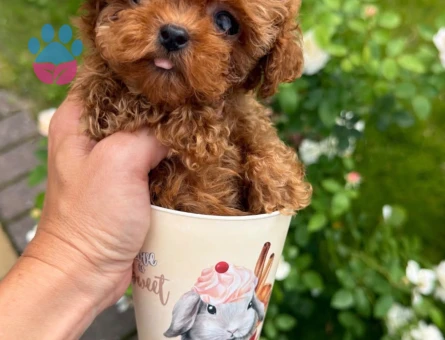 SCR Lİ ANNE BABADAN POODLE YAVRULARIMIZ - 8327 - Görsel 3