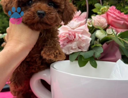 IRKININ EN MÜKEMMELİ TOY POODLE BEBEKLERİMİZ - 8328