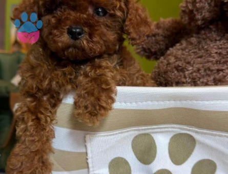IRKININ EN MÜKEMMELİ TOY POODLE BEBEKLERİMİZ - 8328 - Görsel 3