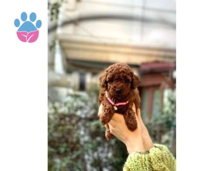 Orijinal Toy Poodle Bebeklerim - 8329