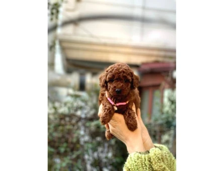 Orijinal Toy Poodle Bebeklerim - 8329