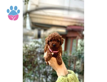 Orijinal Toy Poodle Bebeklerim - 8329 - Görsel 3