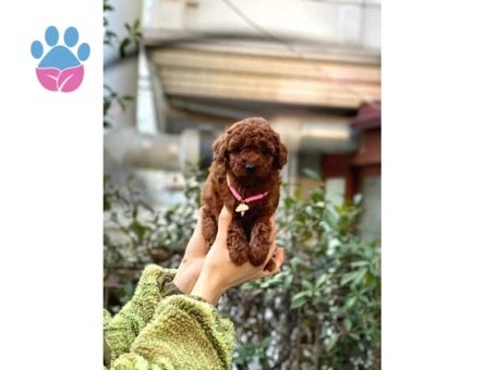 Orijinal Toy Poodle Bebeklerim - 8329 - Görsel 2
