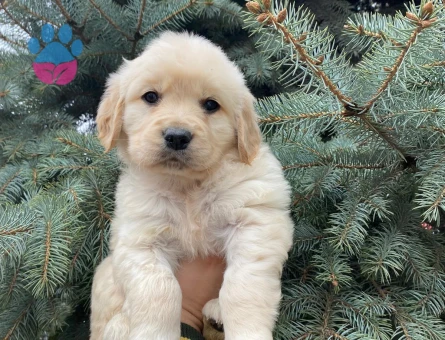 Bebek Yüzlü Golden Retriever Yavrular - 8330 - Görsel 4
