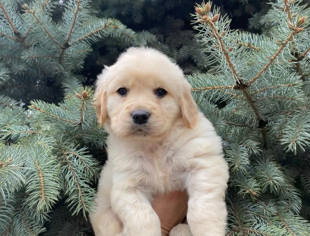 Bebek Yüzlü Golden Retriever Yavrular - 8330
