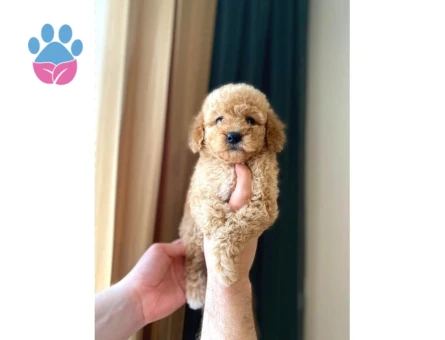Irk Ve Sağlık Garantili Maltipoo Yavrular - 8333