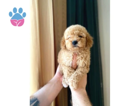 Irk Ve Sağlık Garantili Maltipoo Yavrular - 8333 - Görsel 3