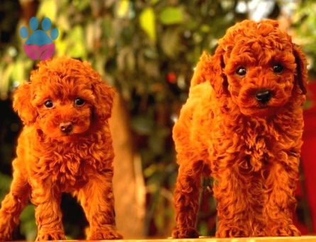 A Kalite Red Brown Toy Poodle Yavrumuz - 8334 - Görsel 4