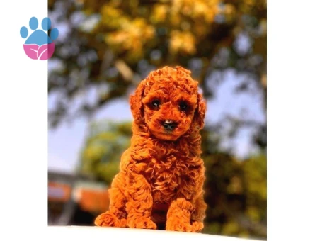 A Kalite Red Brown Toy Poodle Yavrumuz - 8334