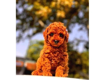 A Kalite Red Brown Toy Poodle Yavrumuz - 8334