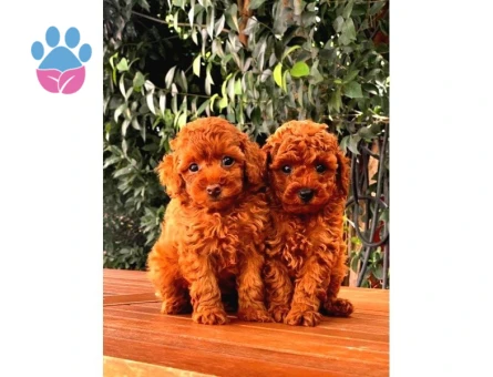 A Kalite Red Brown Toy Poodle Yavrumuz - 8334 - Görsel 3
