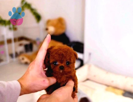 Super Star Toy Poodle Yavrularim - 8335